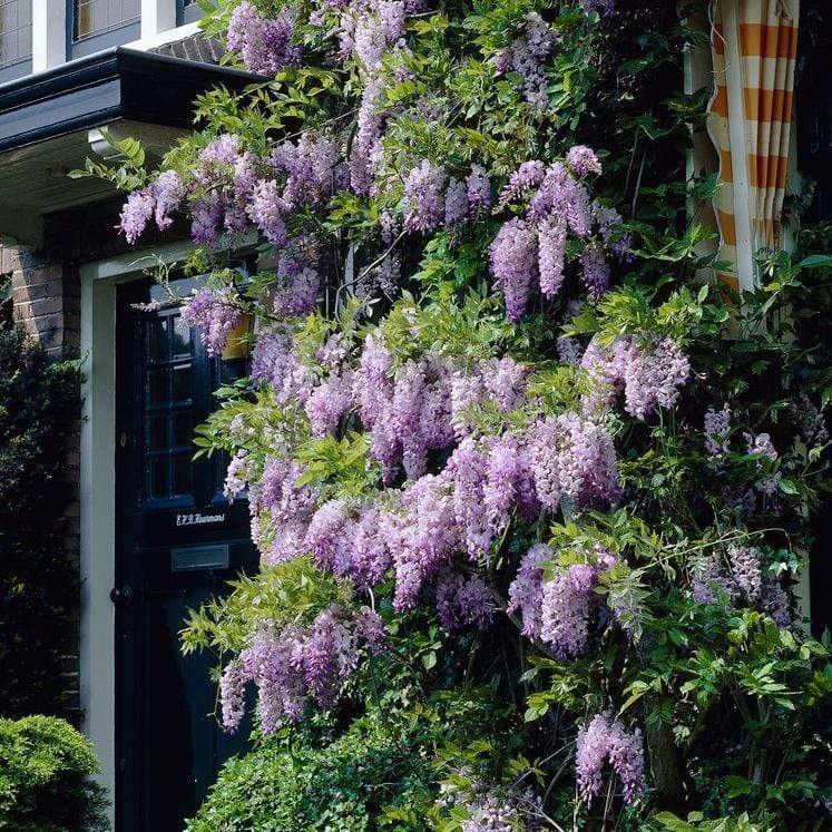 Chinese Wisteria Rosea Plant – Buy Now! – Ladybird Nursery
