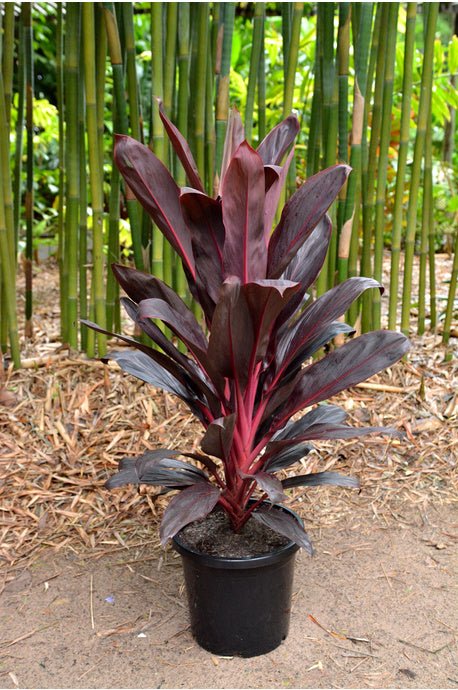 Cordyline Firebrand (Cordyline fruticosa) - Ladybird Nursery