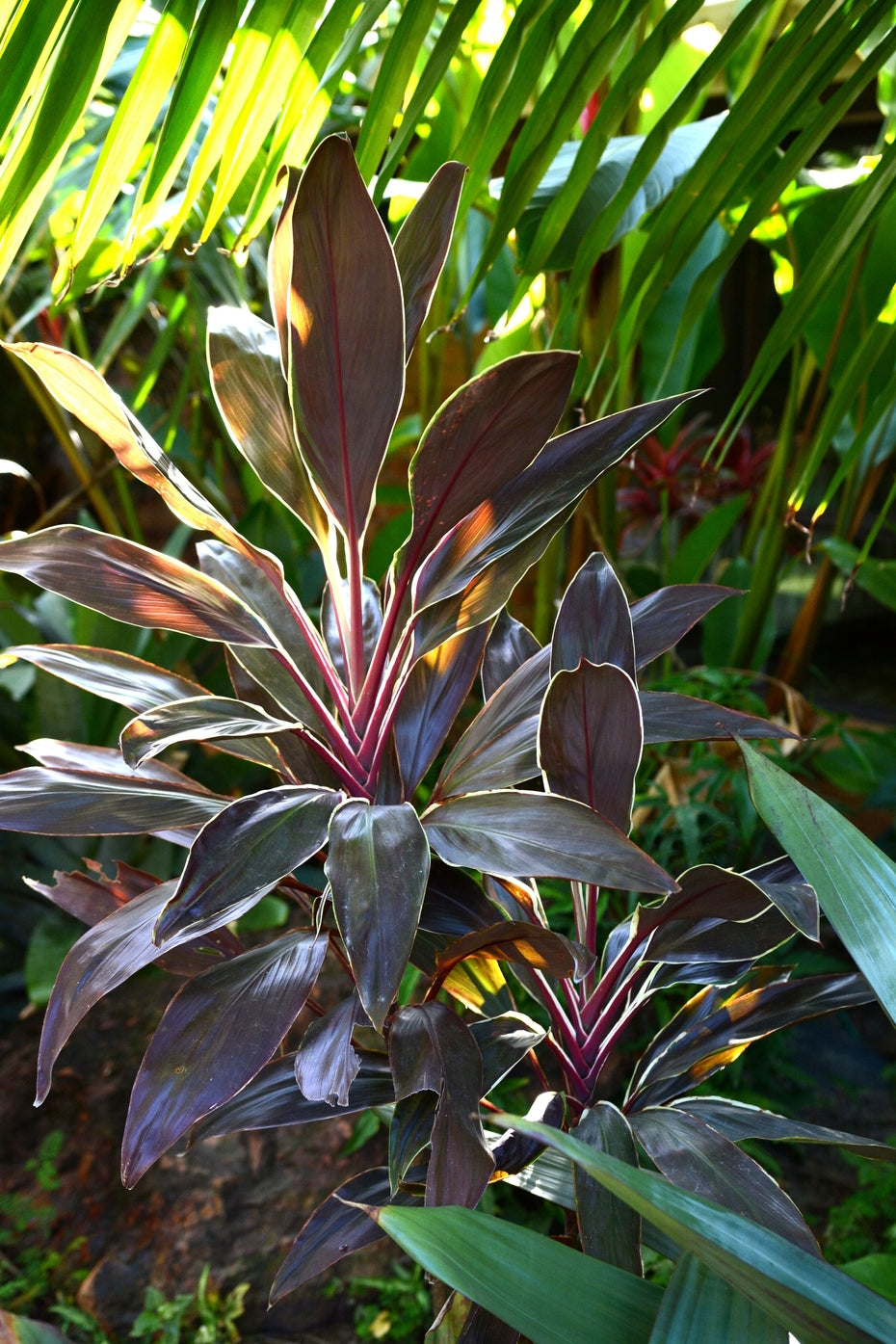 Cordyline 'Tartan'