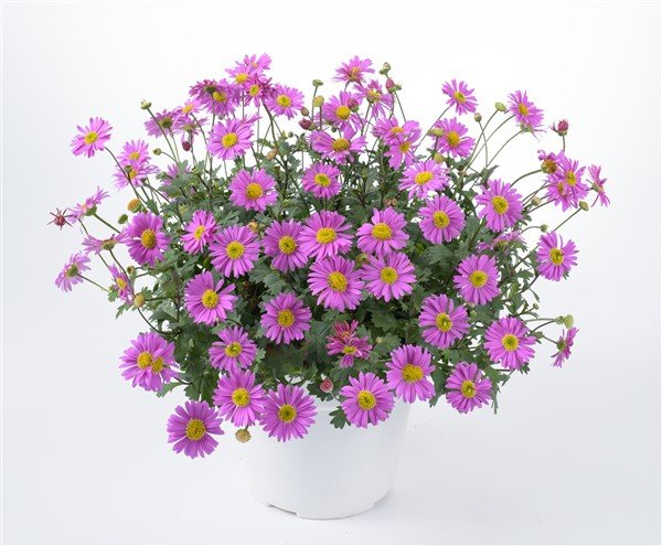 Swan River Daisy Hot Candy (Brachyscome angustifolia) - Ladybird Nursery