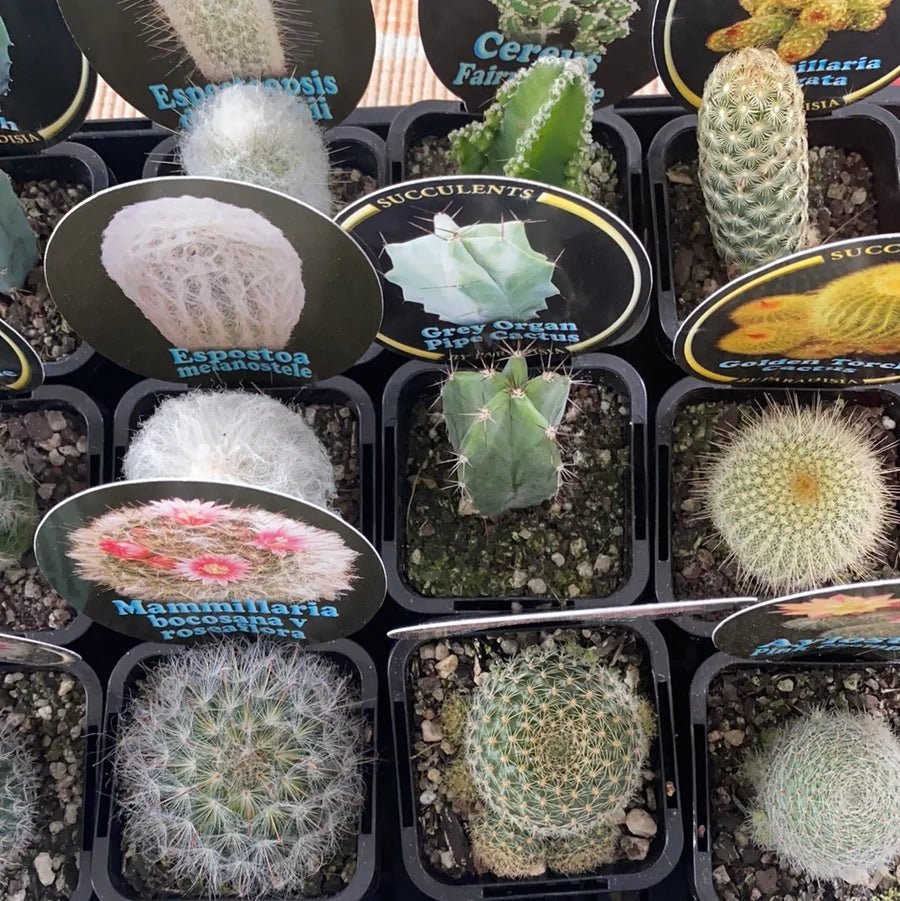 Cacti (Assorted) - Ladybird Nursery