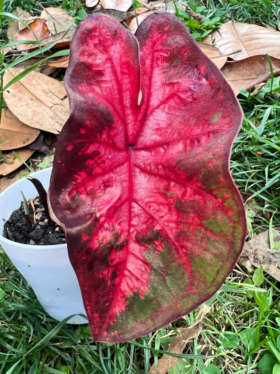 Caladium Lava Flame (Caladium) - Ladybird Nursery
