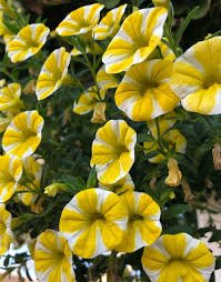Calibrachoa Superbells® ‘Lemon Slice’ - Ladybird Nursery