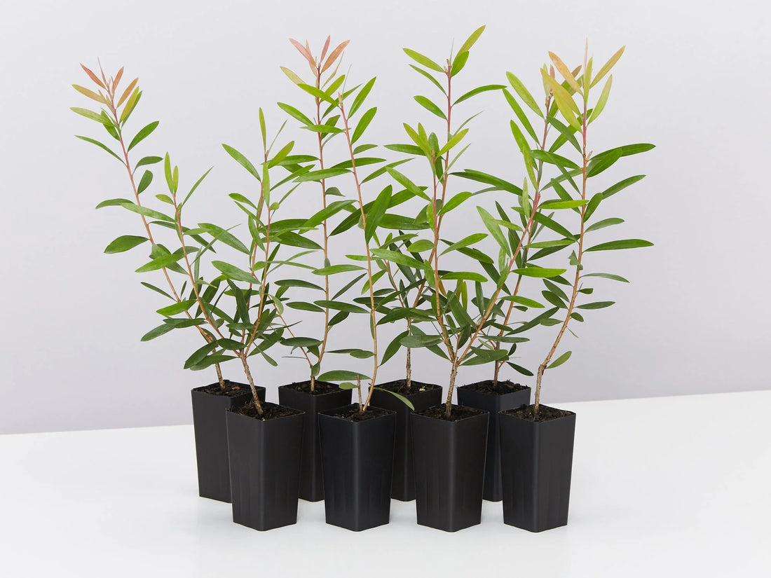 Bottlebrush Candy Burst™ (Callistemon) - Ladybird Nursery
