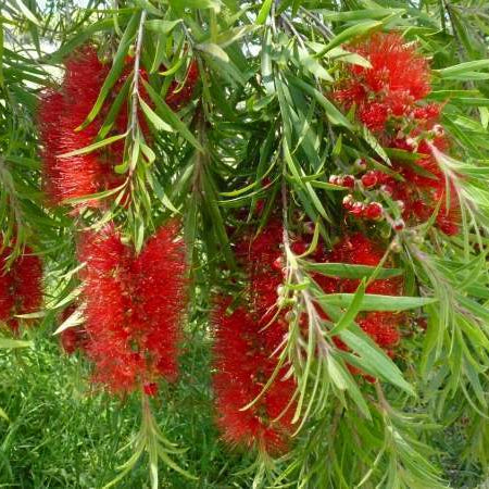 Weeping Bottlebrush Dawson River Weeper 200mm Pot (Callistemon viminalis) - Ladybird Nursery