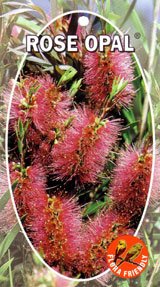 Bottlebrush 'Rose Opal' (Callistemon) - Ladybird Nursery