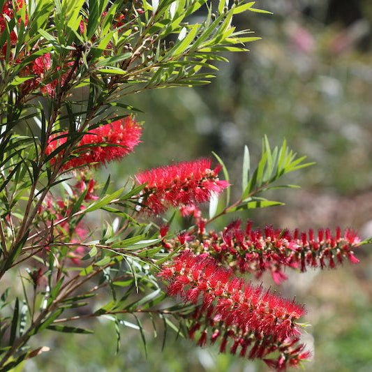 Bottlebrush 'Rose Opal' (Callistemon) - Ladybird Nursery