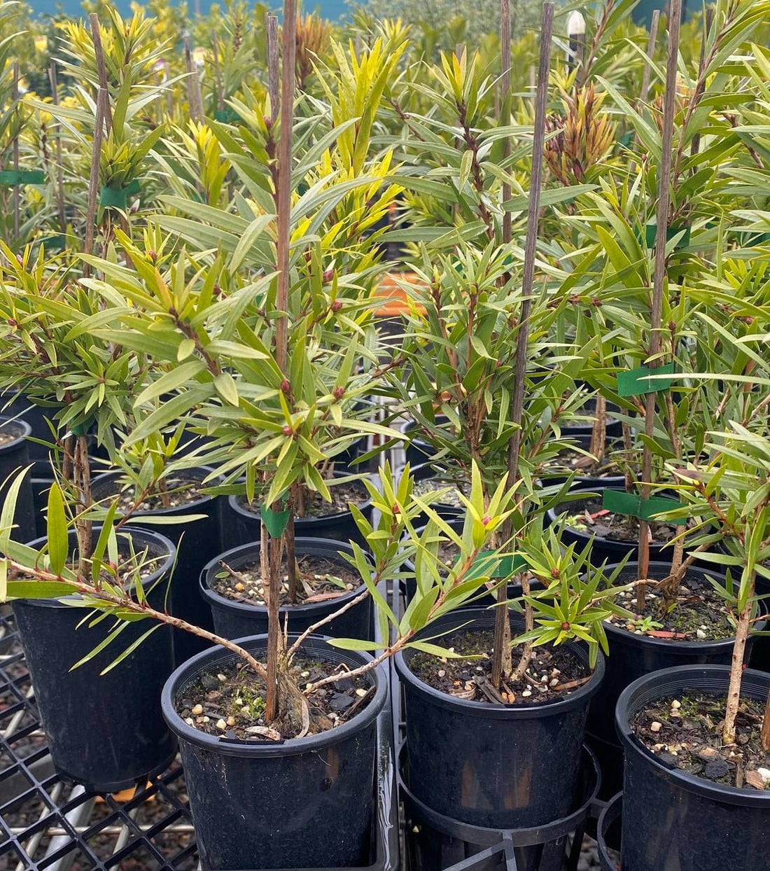 Bottlebrush 'Rose Opal' (Callistemon) - Ladybird Nursery