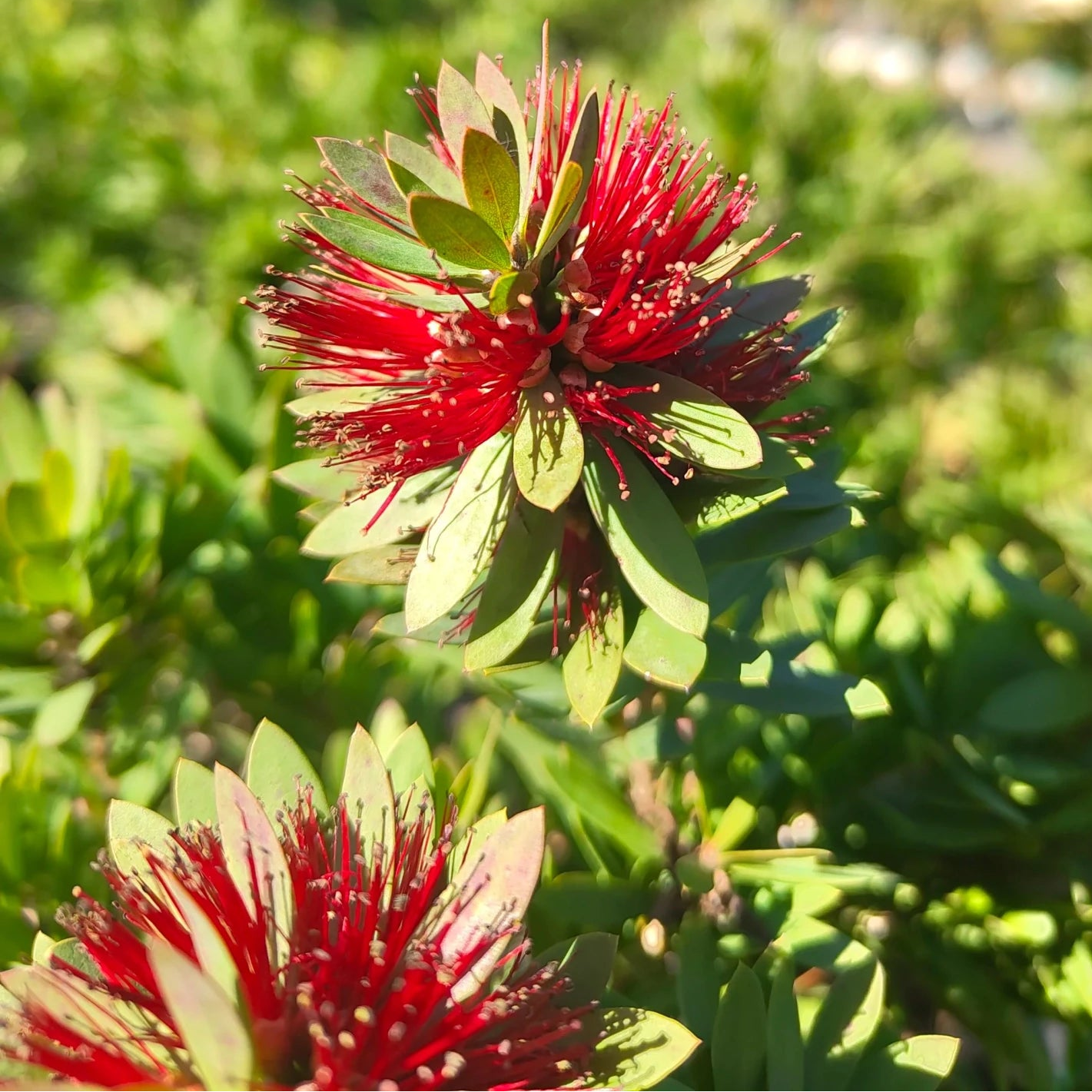 Callistemon 'Little John' - Ladybird Nursery