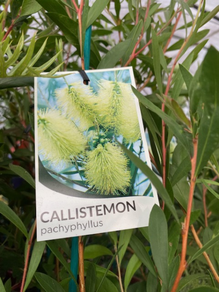 Bottlebrush Green (Callistemon pachyphyllus)
