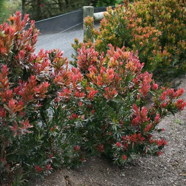 Dwarf Callistemon ‘Red Rocket’ - Ladybird Nursery