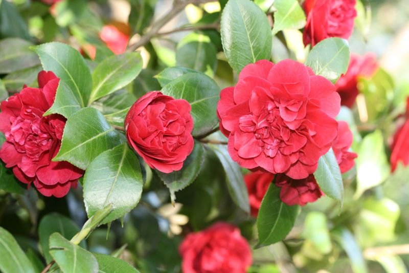 Camellia Little Slam (Camellia japonica) - Ladybird Nursery