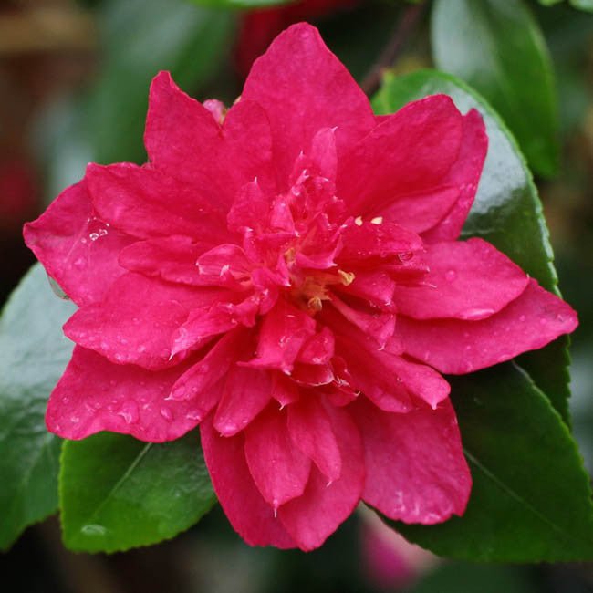 Sasanqua Camellia Bonanza (Camellia sasanqua) - Ladybird Nursery