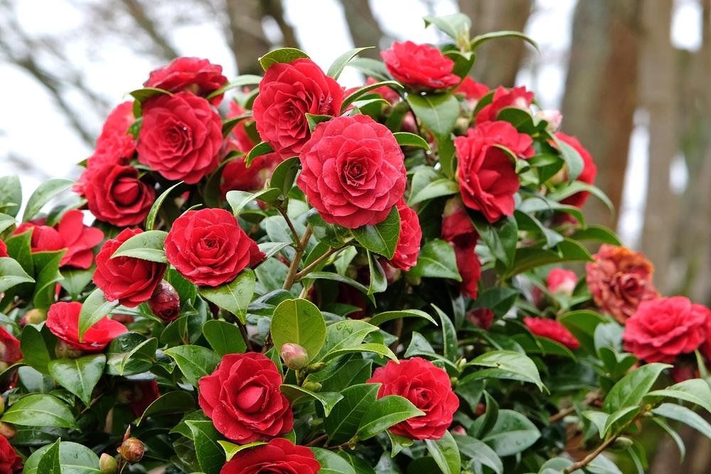 Camellia 'Black Tie' Plant – Buy Now! – Ladybird Nursery