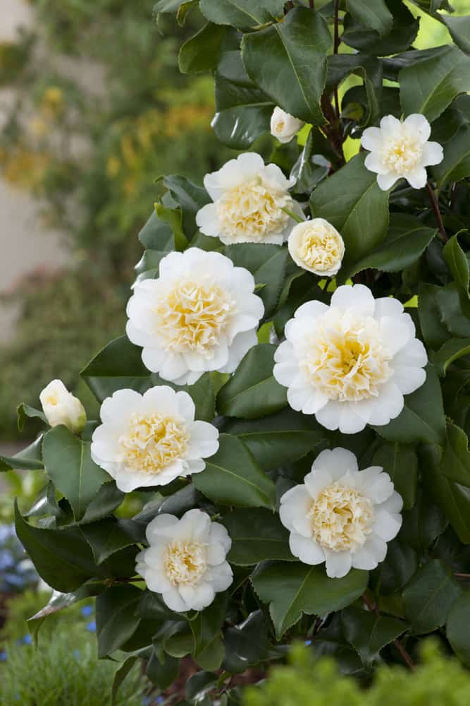 Camellia Brushfields Yellow Plant – Buy Now! – Ladybird Nursery