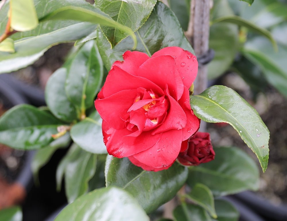 Camellia Midnight (Camellia japonica) - Ladybird Nursery