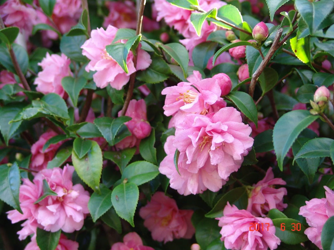 Camellia Fragrant Pink (Camellia) - Ladybird Nursery