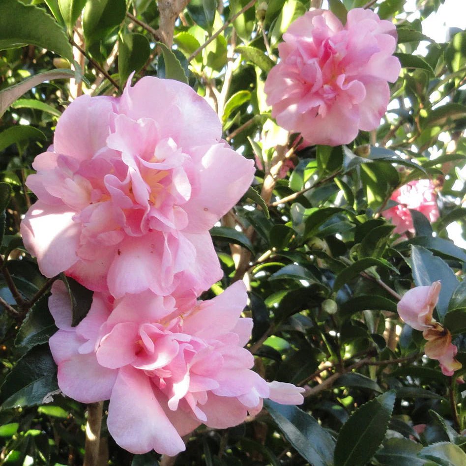 Camellia 'Jennifer Susan' - Ladybird Nursery