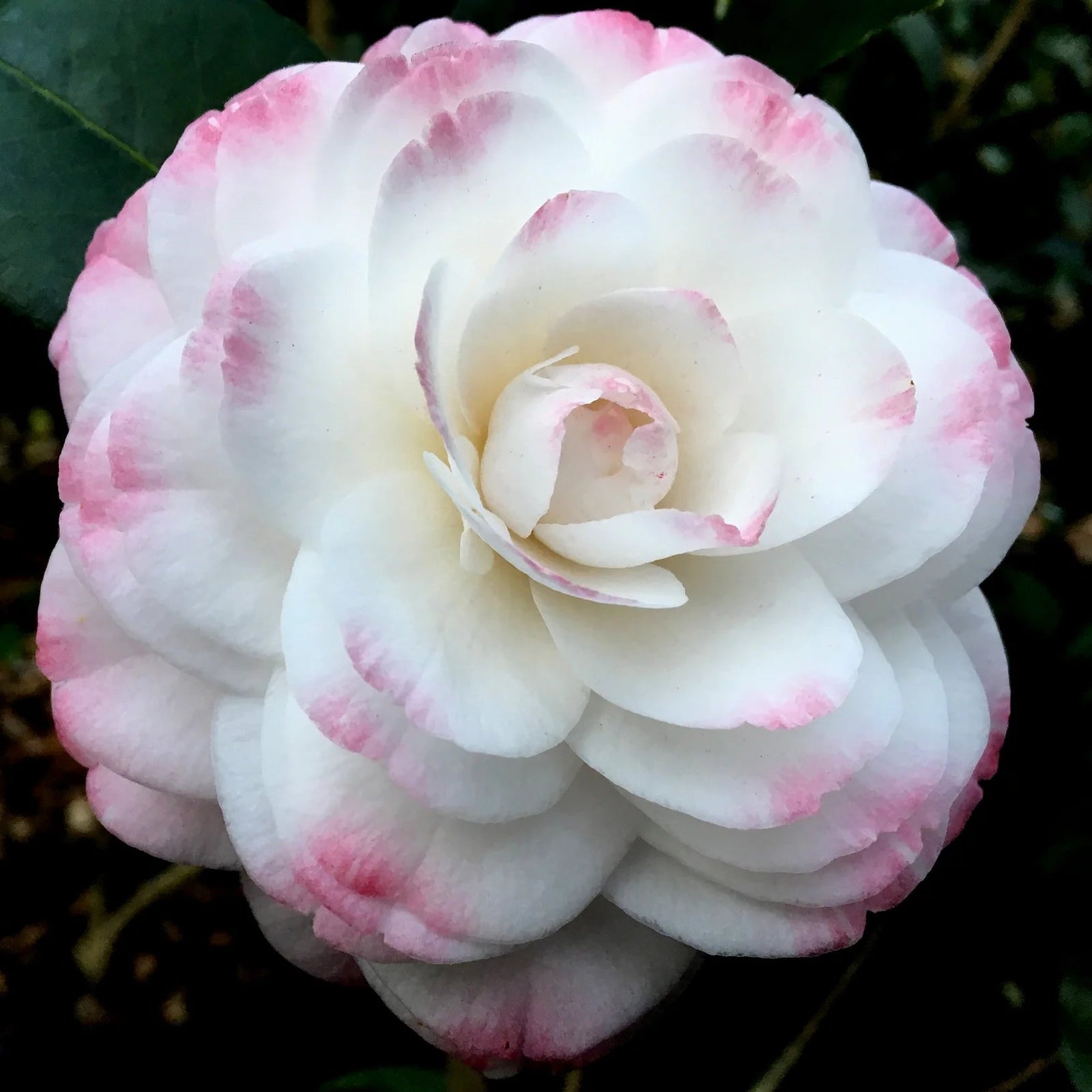 Camellia Grace Albritton (Camellia japonica) - Ladybird Nursery
