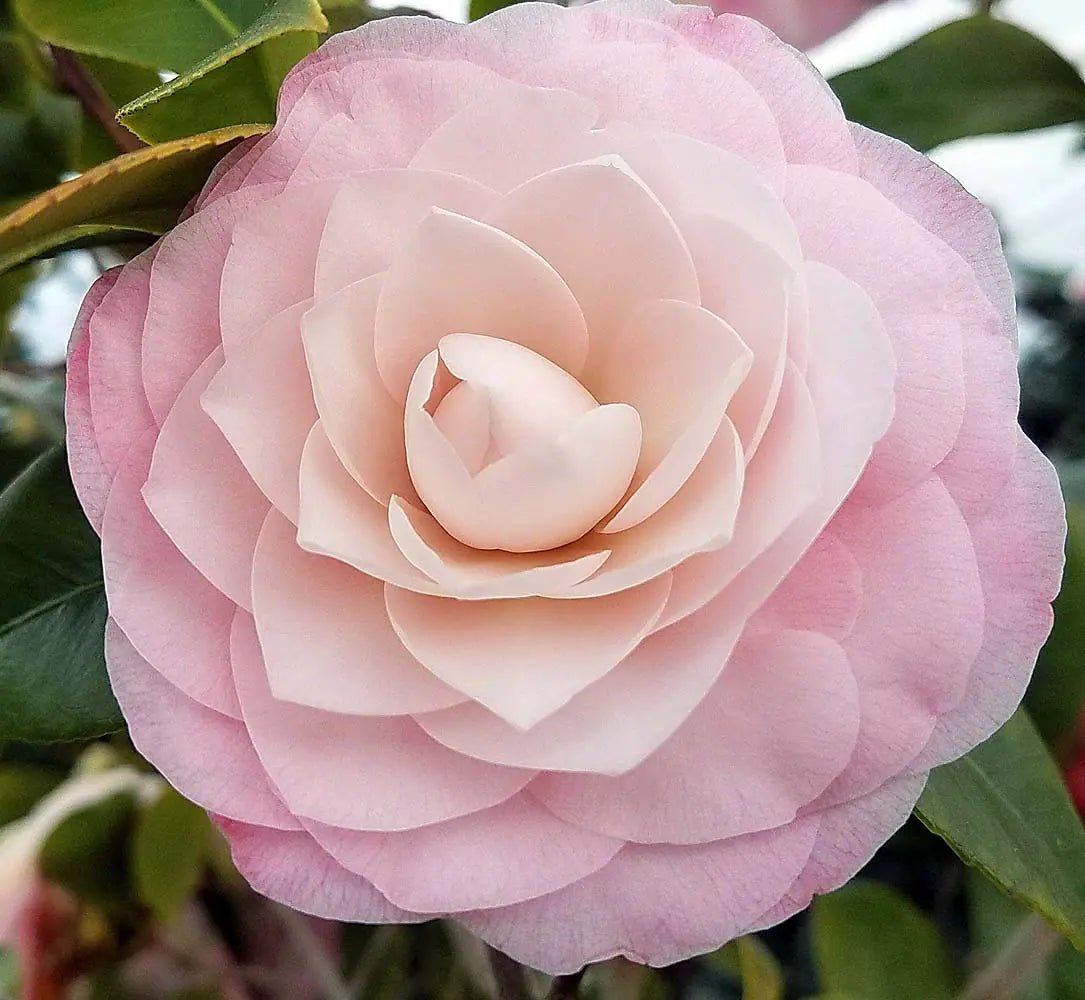 Camellia 'Nuccio's Pearl' (Camellia japonica) - Ladybird Nursery