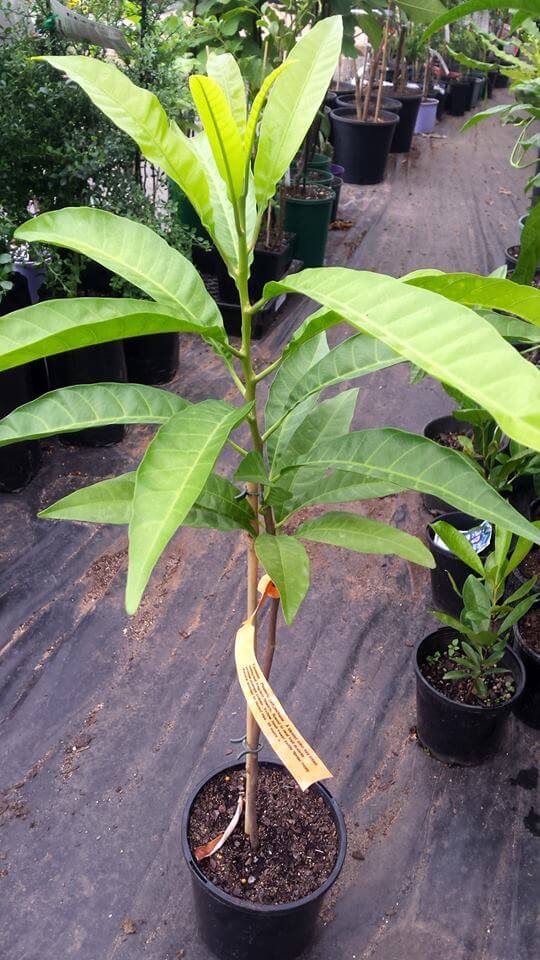 Yellow Sapote (Canistel) Fruit Tree