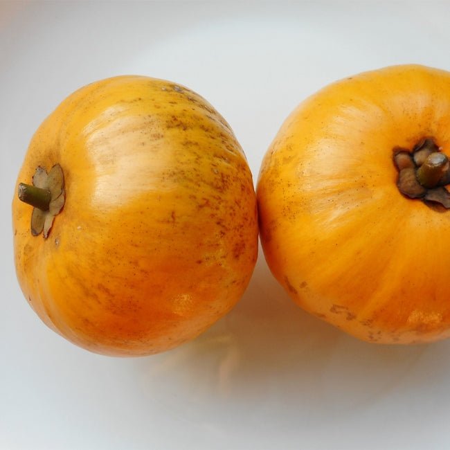 Canistel TFW - Ladybird Nursery