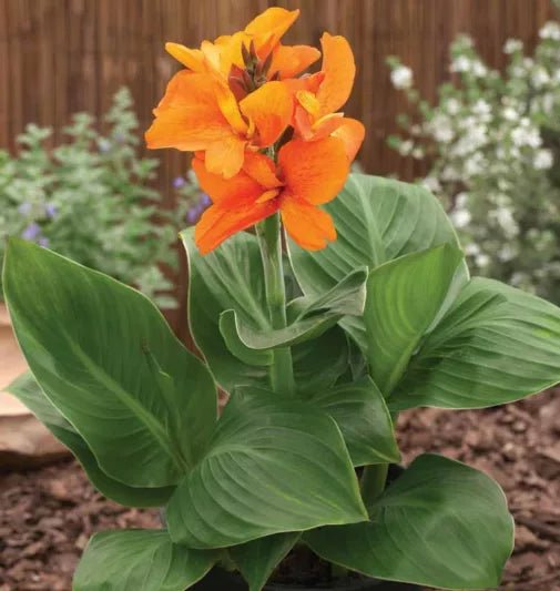 Canna South Pacific Bronze Orange (Canna) - Ladybird Nursery