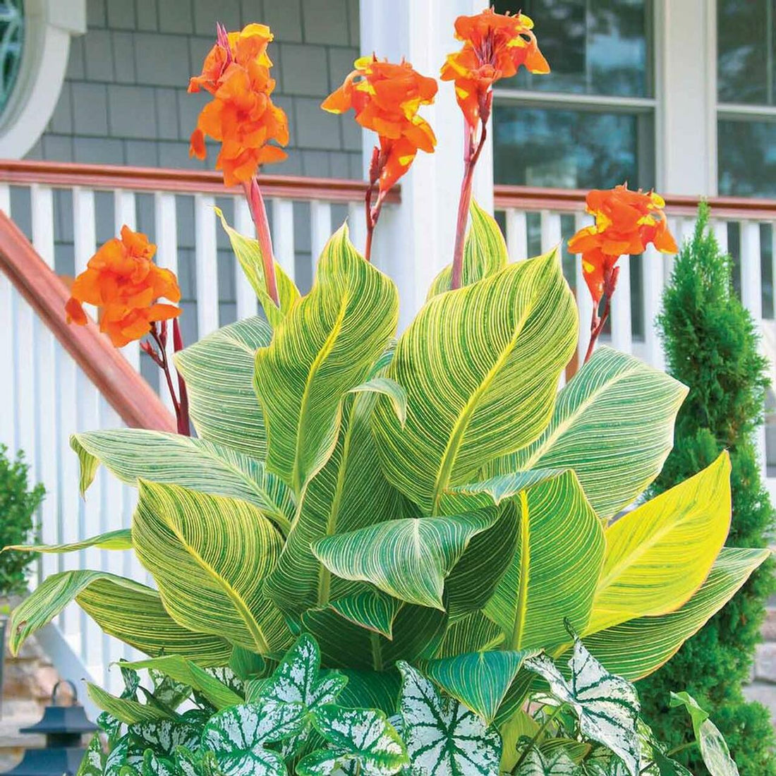 Canna Lily Tropicanna Gold - Ladybird Nursery