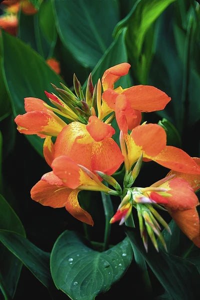 Canna generalis Orange Beauty (Canna x.) - Ladybird Nursery