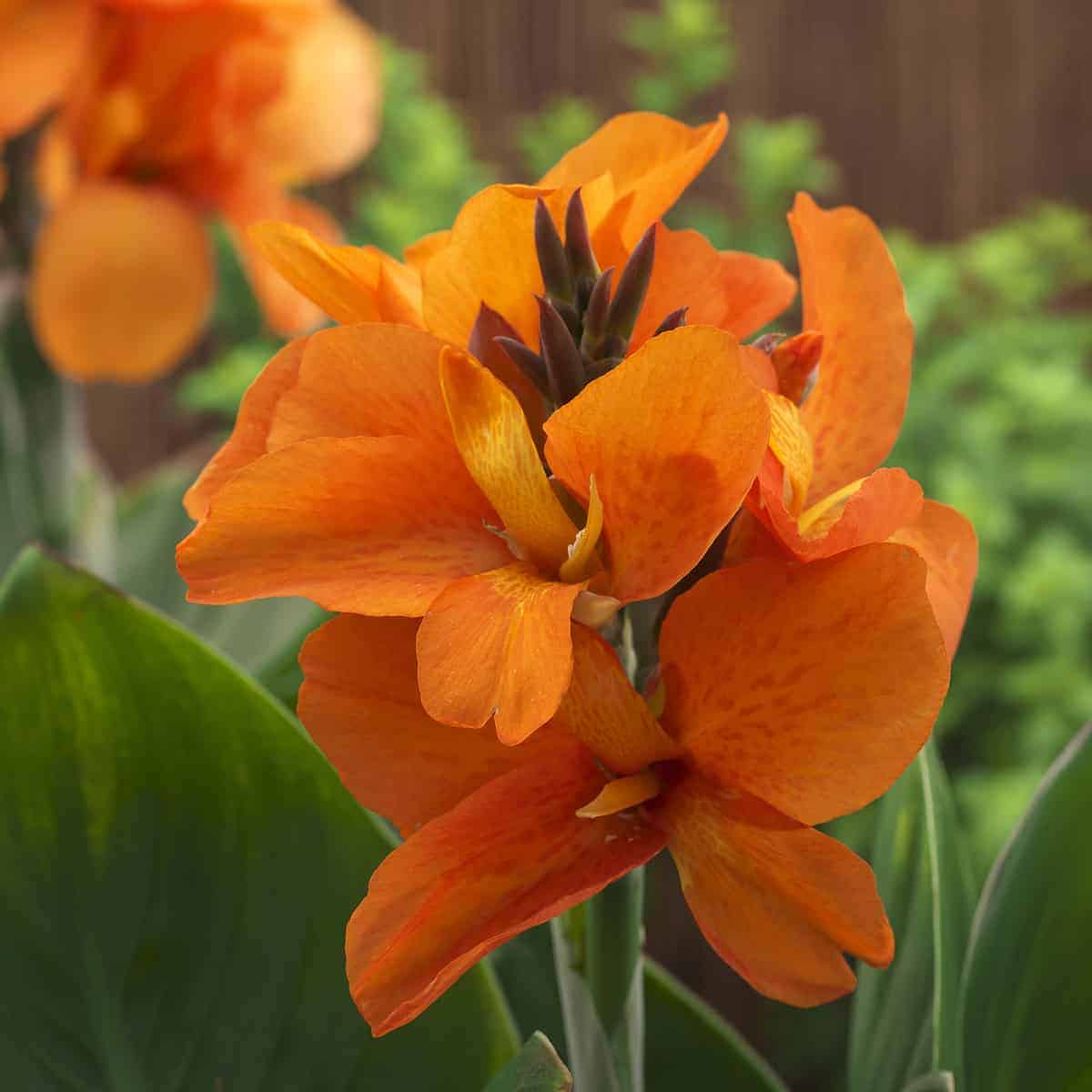 Canna South Pacific Orange (Canna) - Ladybird Nursery