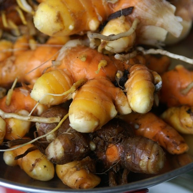 Cape York Turmeric - Ladybird Nursery