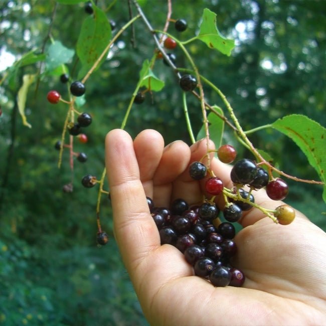 Capulin Cherry - Ladybird Nursery
