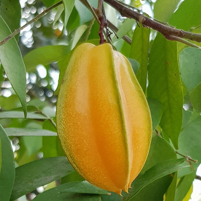 Carambola Starfruit Arkin--Grafted