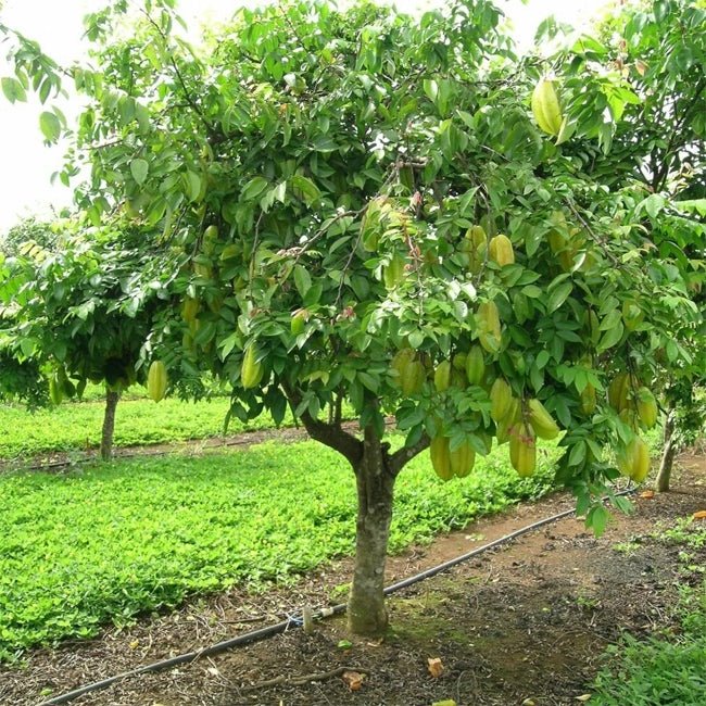 Carambola Starfruit Fwang Tung - Grafted - Ladybird Nursery