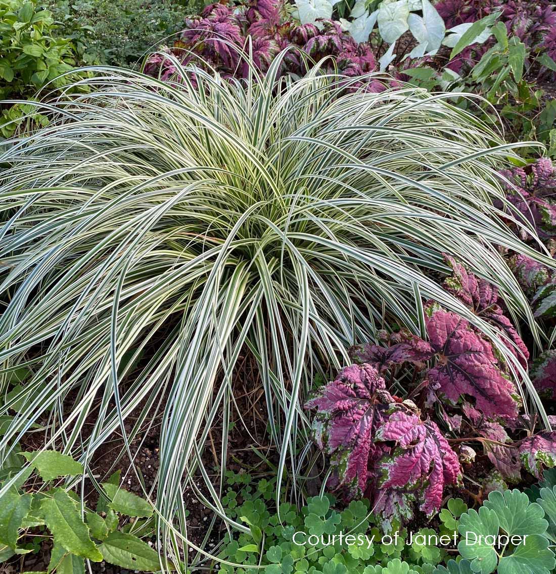 Carex 'Feather Falls'