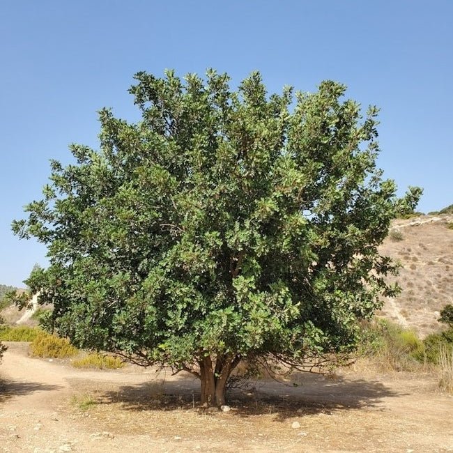 Carob Clifford - Ladybird Nursery