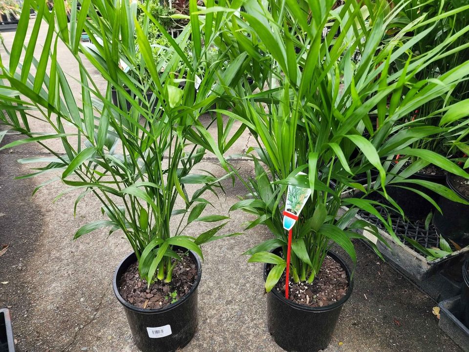 Cascade Palm - Ladybird Nursery