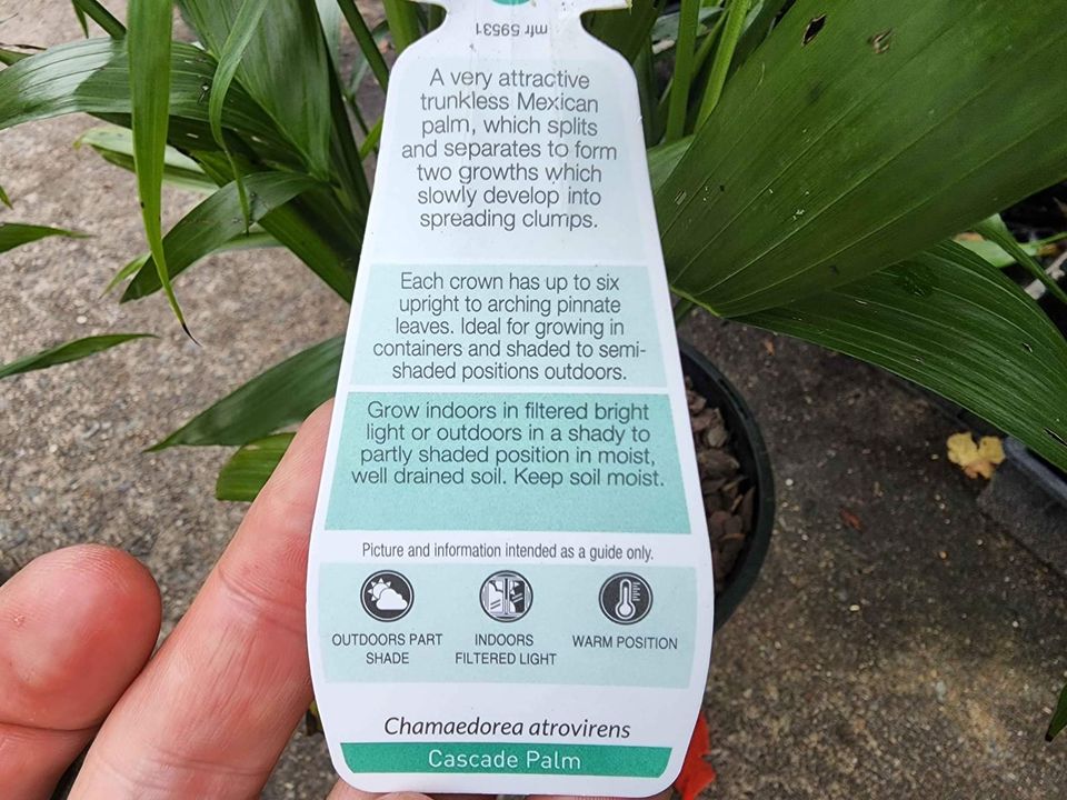 Cascade Palm - Ladybird Nursery