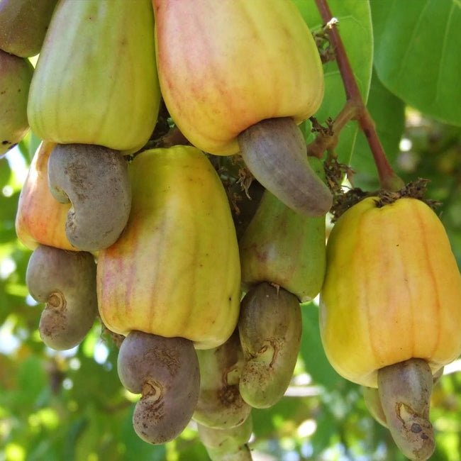 Cashew Nut Tree - Ladybird Nursery