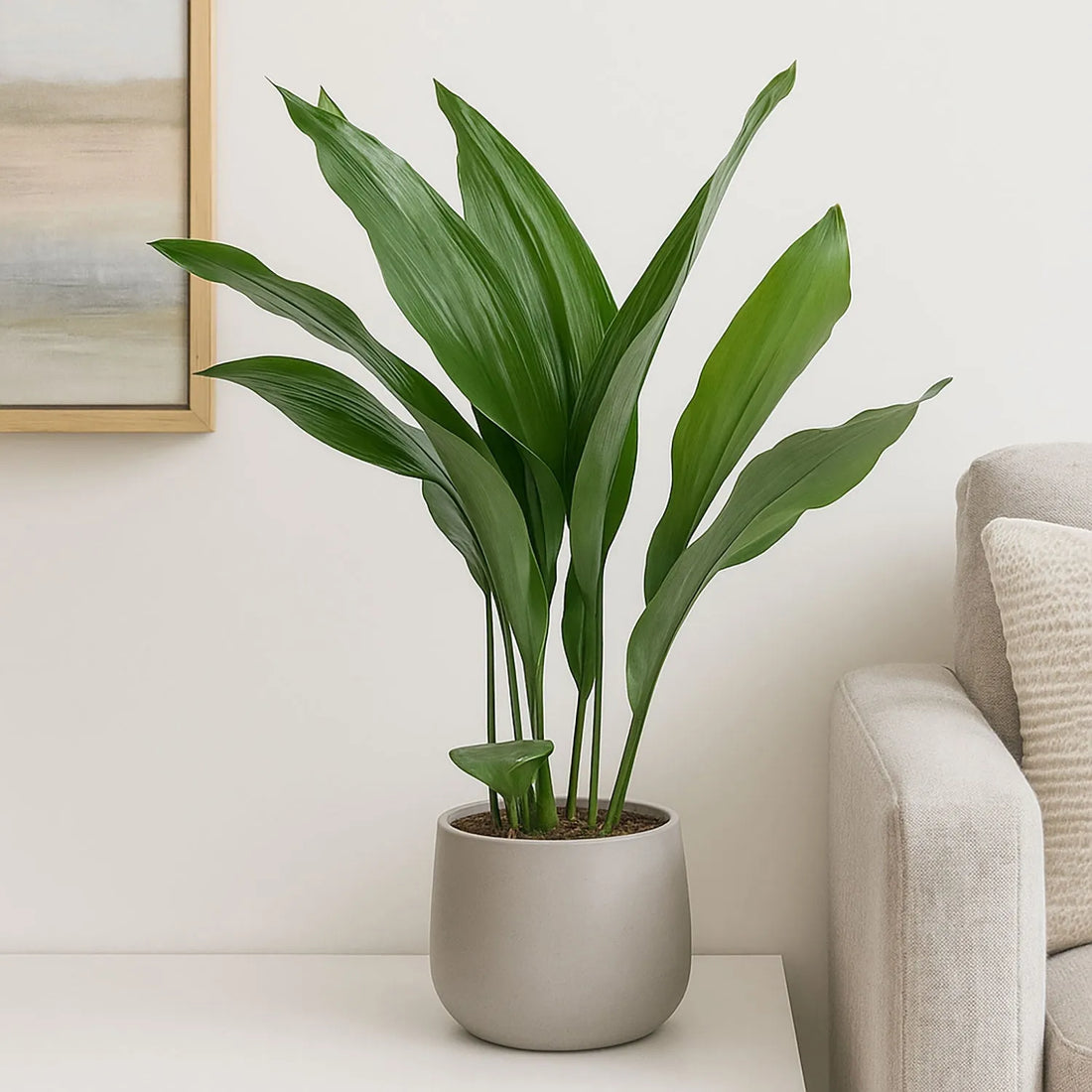 Cast Iron (Aspidistra elatior) - Ladybird Nursery