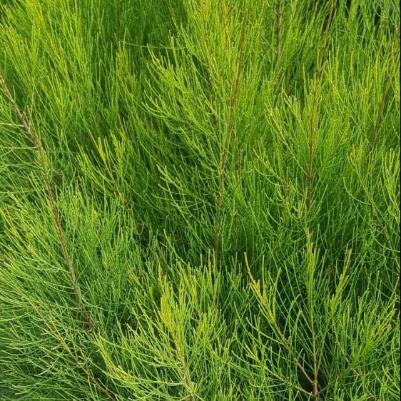 Casuarina glauca 'Greenwave' - Ladybird Nursery