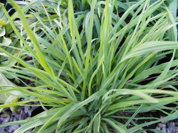 Cat Grass (Dactylis glomerata) - Ladybird Nursery