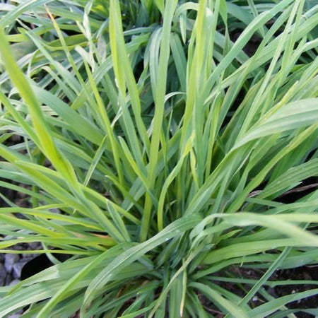 Cat Grass (Dactylis glomerata) - Ladybird Nursery