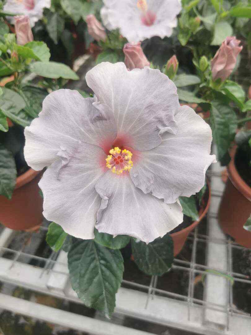 Hibiscus Flamenco™ Cato - Ladybird Nursery