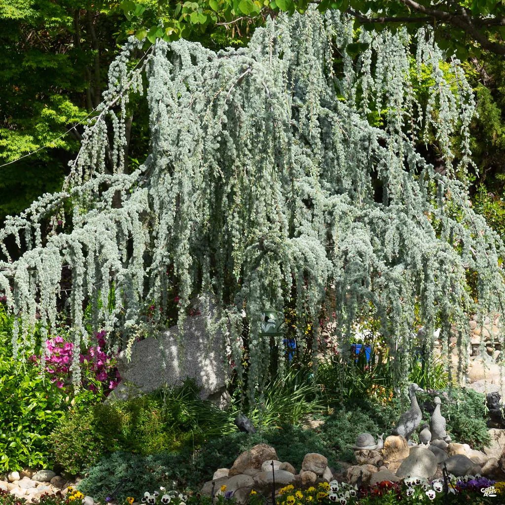 Weeping Blue Cedar glauca pendula (Cedrus atlantica) - Ladybird Nursery