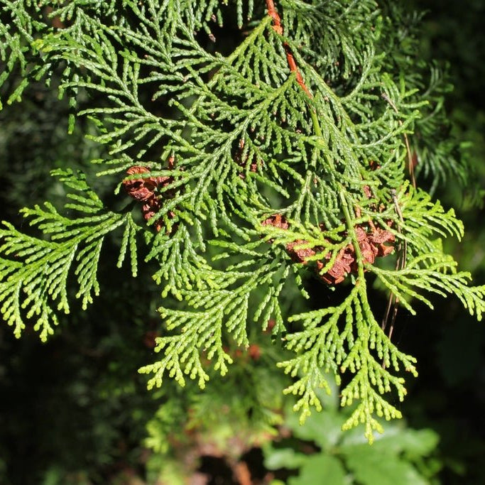 Hinoki Cypress Pygmaea (Chamaecyparis obtusa) - Ladybird Nursery
