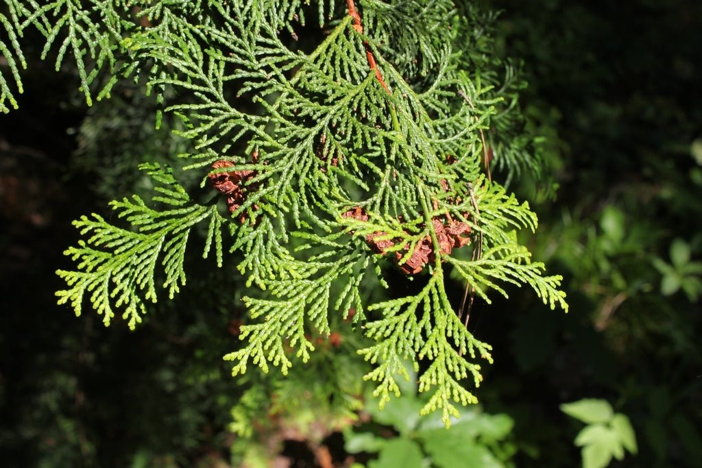 Hinoki Cypress Pygmaea (Chamaecyparis obtusa) - Ladybird Nursery