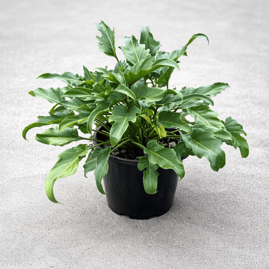 Philodendron 'Xanadu' 200mm Pot - Ladybird Nursery