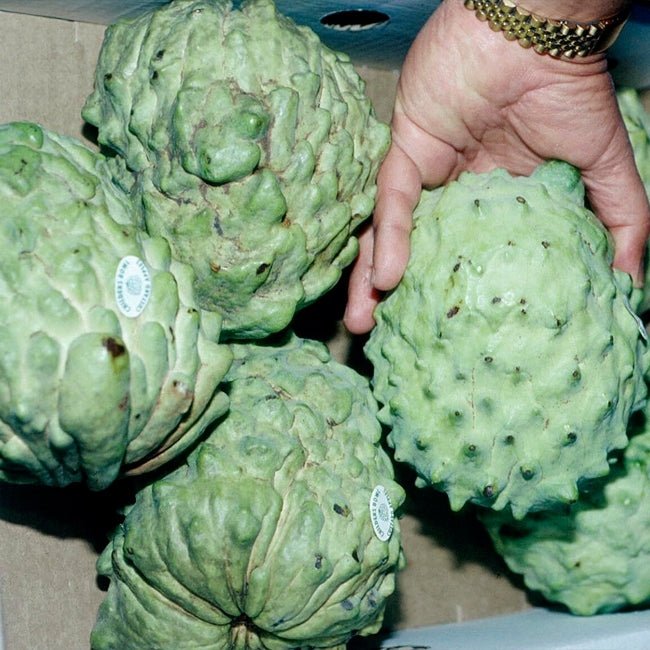 Cherimoya Rosa - Ladybird Nursery