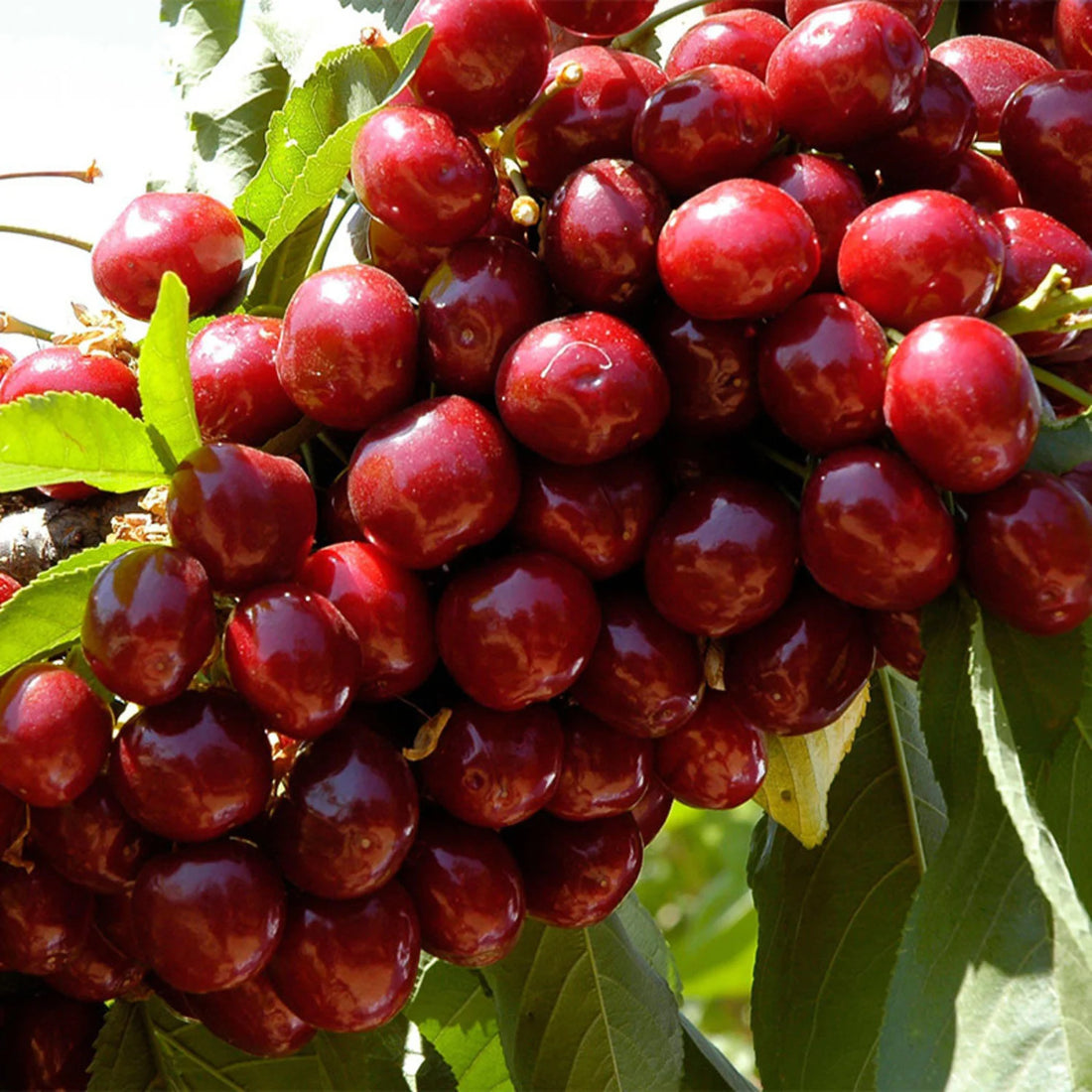 Cherry 'Lapins' - Ladybird Nursery
